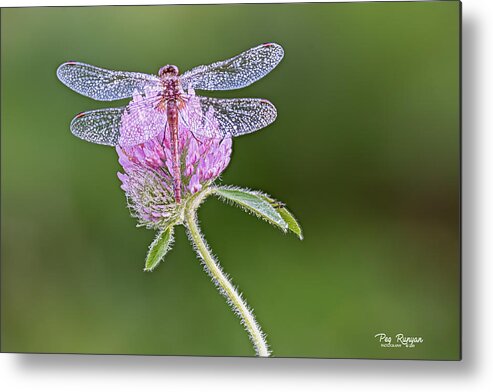 Dragonfly Metal Print featuring the photograph Dragonfly on Clover by Peg Runyan