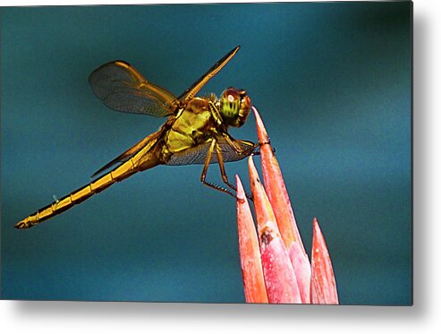 Dragonfly Metal Print featuring the photograph Dragonfly Resting by Bill Barber