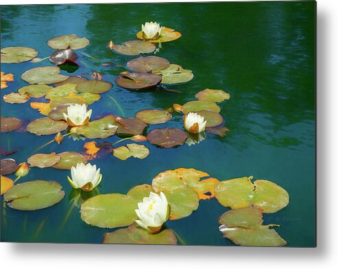 Water Lily Metal Print featuring the photograph Dreamy Water Lilies on Pond by Bonnie Follett