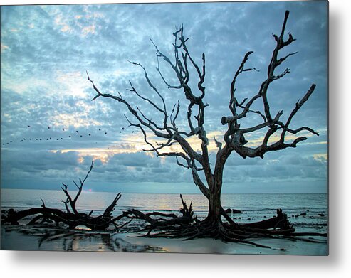 Top Seller Metal Print featuring the photograph Driftwood Beach Sunrise by Karen Cox