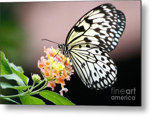 Butterfly Gardens Metal Print featuring the photograph Drink Up by Kimberly Furey