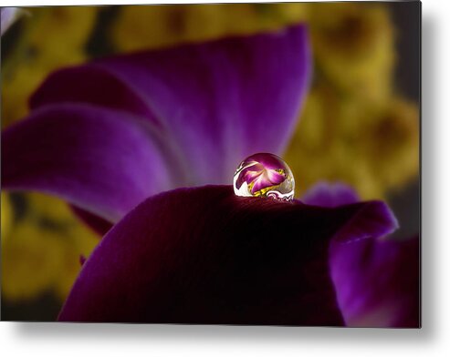 Macro Metal Print featuring the photograph Drop on an purple orchid 2 by Wolfgang Stocker