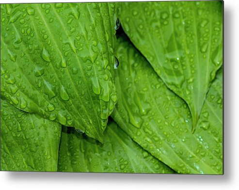 Raindrops Metal Print featuring the photograph Drops On Green by Cathy Kovarik
