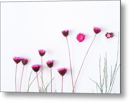 Dry Flowers Metal Print featuring the photograph Dry purple floral bouquet on white background. by Michalakis Ppalis