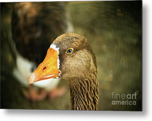 Duck Metal Print featuring the photograph Duck face by Mendelex Photography