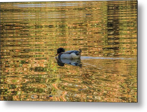 Duck Metal Print featuring the photograph Ducky on Gold Pond by Kathy Clark