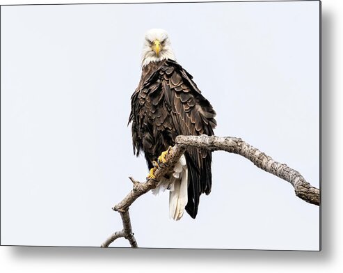 Bald Eagle Metal Print featuring the photograph Duel by James Overesch
