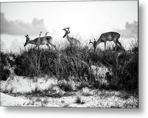 Dunes Metal Print featuring the photograph Dune Deer in black and white by Kurt Lischka