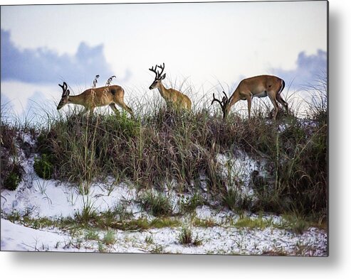 Deer Metal Print featuring the photograph Dune Deer by Kurt Lischka