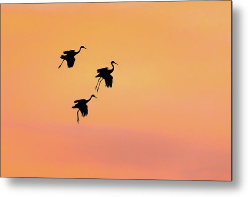 Bosque Del Apache Metal Print featuring the photograph Dusk landing - 2015 by Murray Rudd