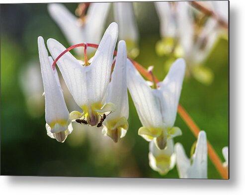 Dutchmans Breeches Metal Print featuring the photograph Dutchmans Breeches with ants enjoying nectar by Peter Herman