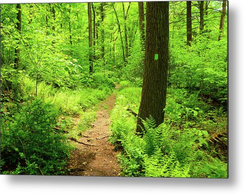 Dwg Dunnfield Creek Spring Green And Trail Blaze Metal Print featuring the photograph DWG Dunnfield Creek Spring Green and Trail Blaze by Raymond Salani III
