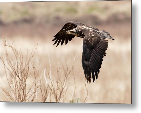 Eagle Metal Print featuring the photograph Eagle flight by Terry Dadswell
