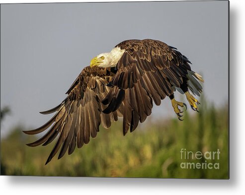 Wagle Metal Print featuring the photograph Eagle Flying Low by Tom Claud