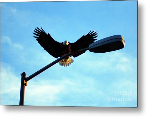 Eagle Metal Print featuring the photograph Eagle on lamp post by Steve Speights