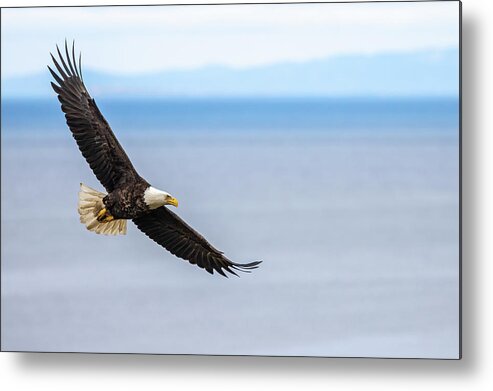 Bald Eagle Metal Print featuring the photograph Eagle Over the San Juans by Max Waugh