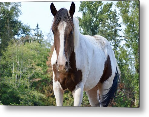 Paint Horse Metal Print featuring the photograph Earth Sky Trees by Listen To Your Horse