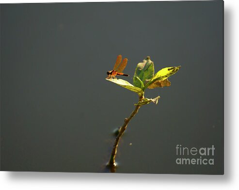 Eastern Amberwing Metal Print featuring the photograph Eastern Amberwing Dragonfly by Charline Xia