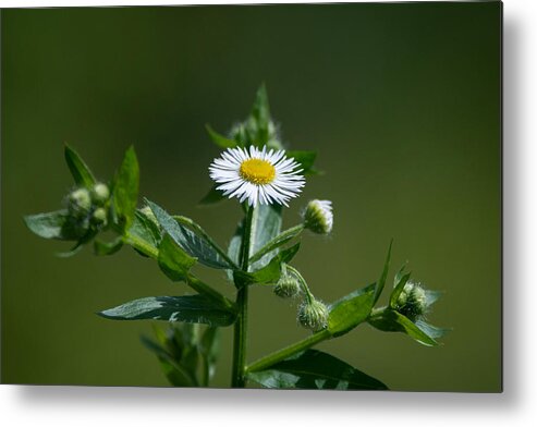 Fleabane Metal Print featuring the photograph Eastern Daisy by Linda Bonaccorsi