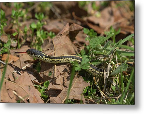 Arkansas Metal Print featuring the photograph Eastern Garter Snake - 9167 by Jerry Owens