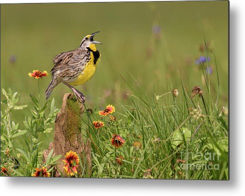 00563400 Metal Print featuring the photograph Eastern Meadowlark Calling by Alan Murphy