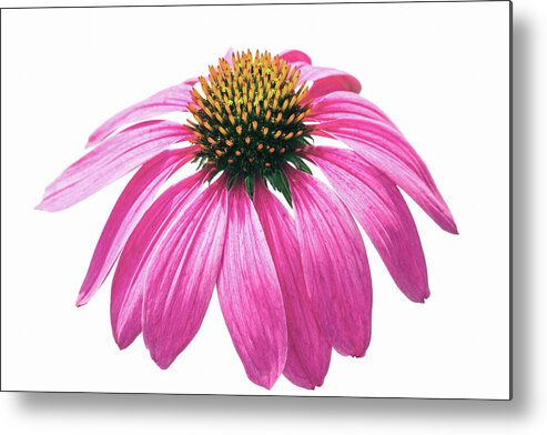 Coneflower Metal Print featuring the photograph Echinacea #1 by Tanya C Smith