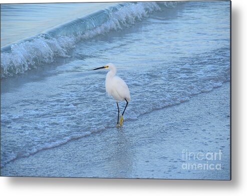 Egret Metal Print featuring the photograph Egret 2747 by David Ragland