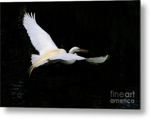 Nature Metal Print featuring the pyrography Egret in Flight by Mariarosa Rockefeller