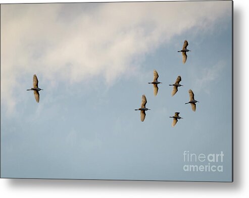 Egrets Metal Print featuring the photograph Egrets overhead. by Alyssa Tumale