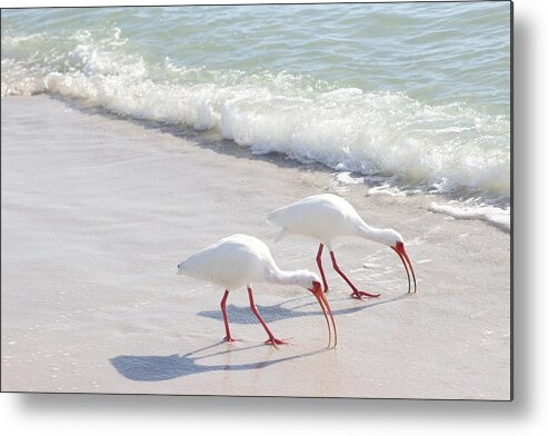 White Ibis Metal Print featuring the photograph Elegantly in Synch by Mingming Jiang