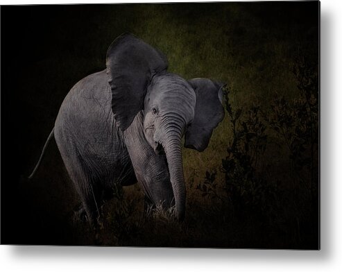 Elephant Metal Print featuring the photograph Elephant Calf by Diana Andersen