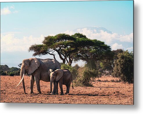 Wildlife Metal Print featuring the photograph Elephant Family #6 by Ewa Jermakowicz