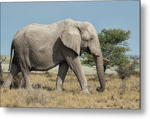 African Elephants Metal Print featuring the photograph Elephant Walking with a Stick on Its Head, No. 1 by Belinda Greb