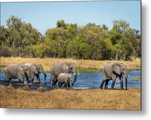 African Elephants Metal Print featuring the photograph Elephants Crossing the River by Elvira Peretsman