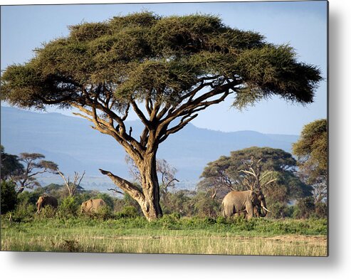 Kenya Metal Print featuring the photograph Elephants under acacia tree by Mark Snodgrass