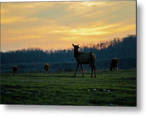 Elk Metal Print featuring the photograph Elk at Sunset by Cris Ritchie