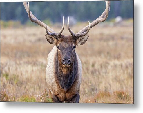 Elk Metal Print featuring the photograph Elk Bull Head On Close-Up by Tony Hake