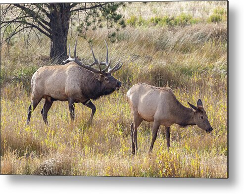 Elk Metal Print featuring the photograph Elk Bull Inspects a Cow by Tony Hake
