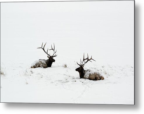 Elk Metal Print featuring the photograph Elk laying in a snow covered meadow - 9069 by Jerry Owens