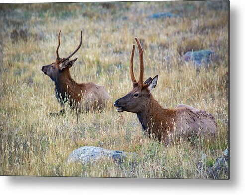 Elk Metal Print featuring the photograph Elk Rocky Mountains by Kyle Hanson