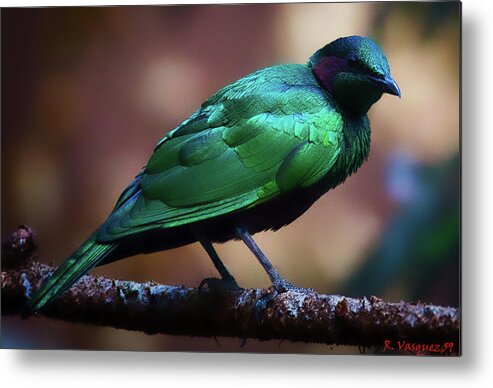 Bird Metal Print featuring the photograph Emerald Starling by Rene Vasquez