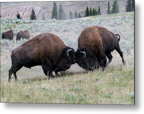 Bison Metal Print featuring the photograph Empress the girls by Ronnie And Frances Howard