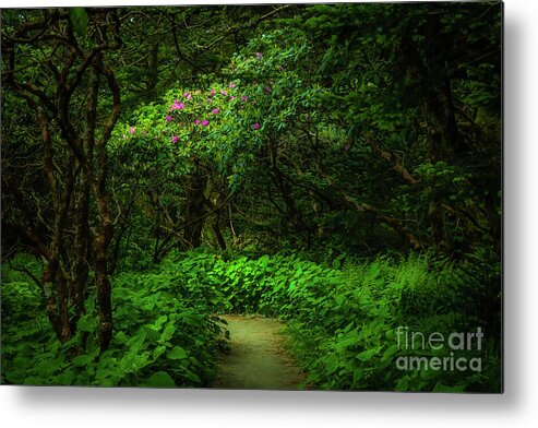 Rhododendron Metal Print featuring the photograph Enchanted Forest at Roan Mountain by Shelia Hunt