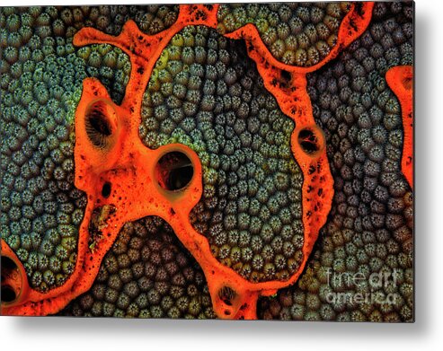 Coral Reef Art Metal Print featuring the photograph Encrusting Sponge on coral reef CO9824 by Mark Graf