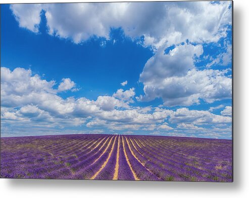 Scenics Metal Print featuring the photograph Endless lavender fields by Peter Zelei Images
