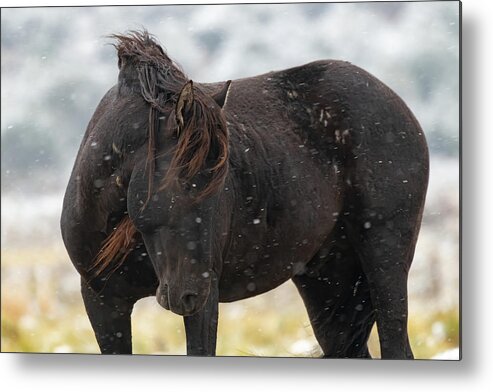 Wild Horses Metal Print featuring the photograph Endurance by Mary Hone