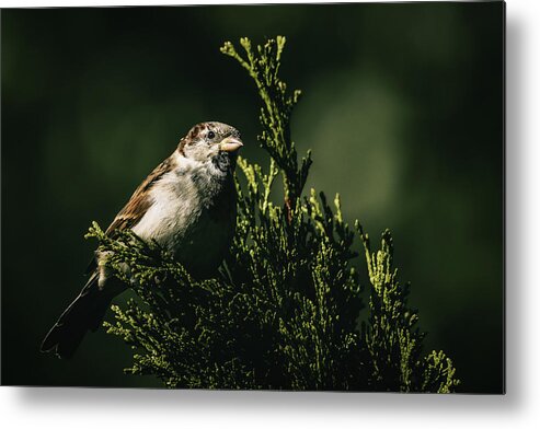 Sparrow Metal Print featuring the photograph Envisioning Exodus by Rich Kovach