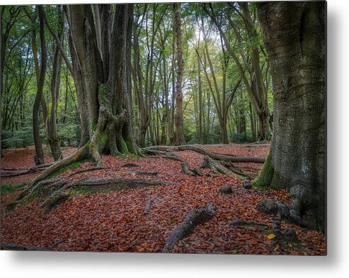 Epping Forest Metal Print featuring the photograph Epping Forest by Raymond Hill