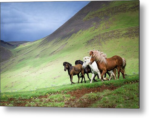 Horse Metal Print featuring the photograph Escape the Ordinary - Horse Art by Lisa Saint