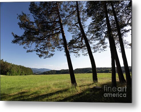 Trees Metal Print featuring the photograph Evening Sun in Kinzigtal by Eva Lechner